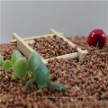 Red sorghum in low price with good quality